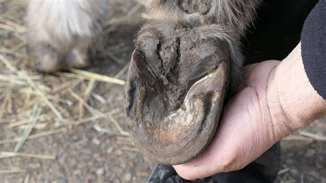 Comment et pourquoi nettoyer les pieds d un ane Vidéo pédagogique