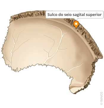 Sulco Do Seio Sagital Superior - Sulco do seio sagital superior - e-Anatomy - IMAIOS