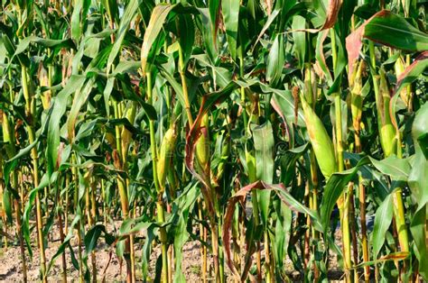 Corn Ears On The Stalk Stock Image Image Of Health Agriculture 41734059