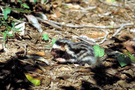 Zorrillo pigmeo Mamíferos medianos y grandes de Michoacán