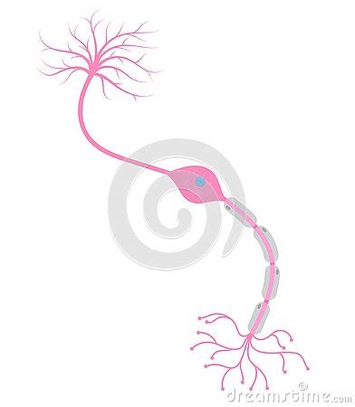 Bipolar Neuron Cell Cartoon Vector Cartoondealer