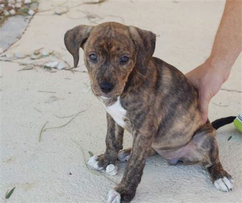 Annie perro adoptado en Orihuela Alicante Bambú difunde