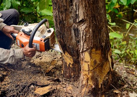 Does Homeowners Insurance Cover Diseased Tree Removal