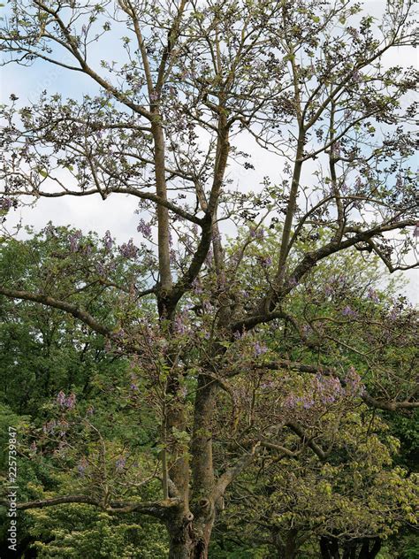 Le Paulownia Paulownia Tomentosa Un Grand Arbre Originaire D Asie