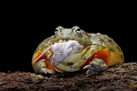 Premium Photo | African bullfrog closeup african eating mouse