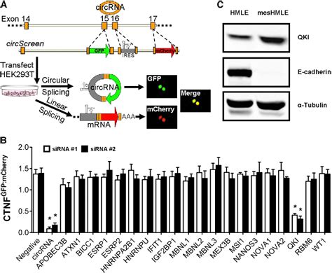 Figure From The Rna Binding Protein Quaking Regulates Formation Of