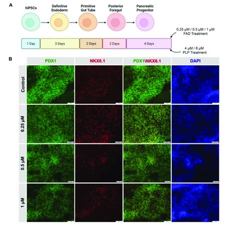 Differentiation Of Hipscs Into Pancreatic Progenitors In The Presence Download Scientific