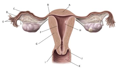 Diagram Of Female Reproductive System Quizlet