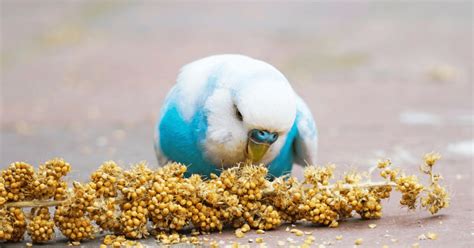 Beyond Seeds: Revolutionizing Your Budgie's Diet for Optimal Health