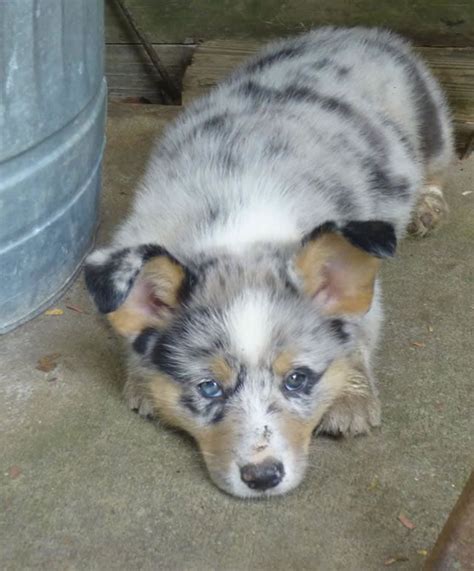 The Puppies Merle Corgi Corgi Blue Merle Corgi