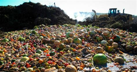 Down the Rabbit Hole: Why Measuring Food Waste Is So Confusing