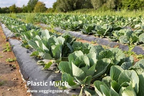 Plastic Mulch In Nigeria 300m By 1 5m Reflective Films Buy Now