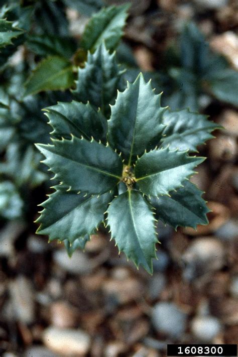 Holly Genus Ilex L