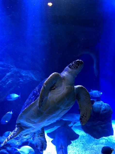 The 3 Best Aquarium in central Tokyo – Traveling Tokyo with Baby/Kids