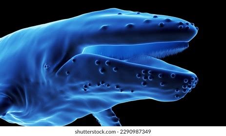 3d Rendered Illustration Humpback Whale Anatomy Stock Illustration ...