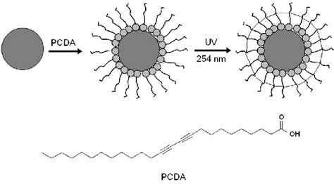 Schematic Illustration Of The Self Assembly And Photopolymerization Of Download Scientific