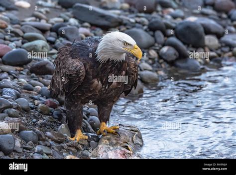 Adult Bald Eagle Haliaeetus Leucocephalus On The Nooksack River