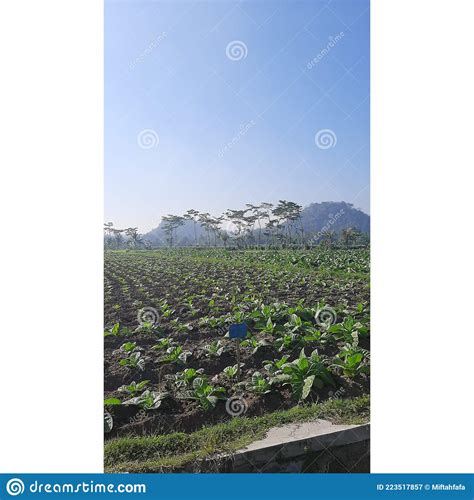 Field of tobacco stock image. Image of branch, wall - 223517857