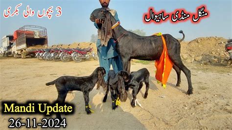 Sahiwal Bakra Mandi Ki New Update Top Class Beetap Bacho Wali Bakriyan