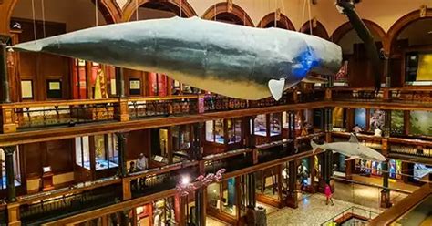 Museum’s 25 Million Artifacts Reveal Hawaii’s Little Known History ...