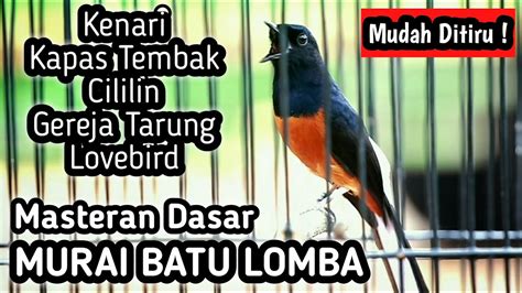 Masteran Murai Batu Full Isian Tembakan Cililin Kenari Gereja Kapas