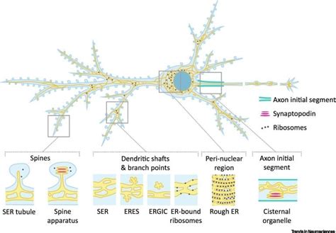 The Endoplasmic Reticulum Puts A New Spin On Synaptic Tagging