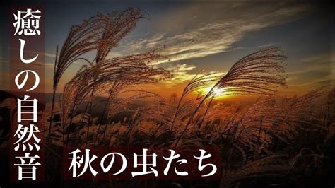 【癒しの自然音】秋の虫の声（鈴虫、マツムシ、コオロギ）リラックスする1時間（睡眠用bgm・作業用bgm・勉強用・asmr・イヤホン推奨