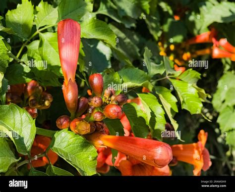 Beautiful Red Flowers Of The Trumpet Vine Or Trumpet Creeper Campsis