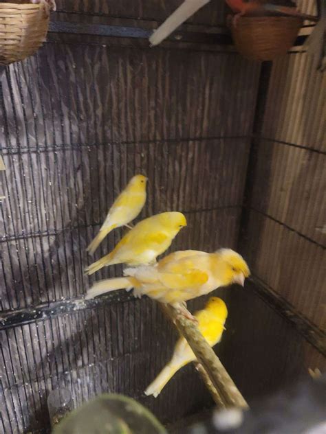 Canaries