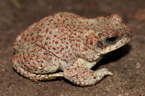 Red Spotted Toad Anaxyrus Punctatus Phenology Project