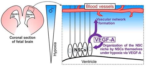 Filling A Niche Neural Stem Cells Help Maintain Their Microenvironment