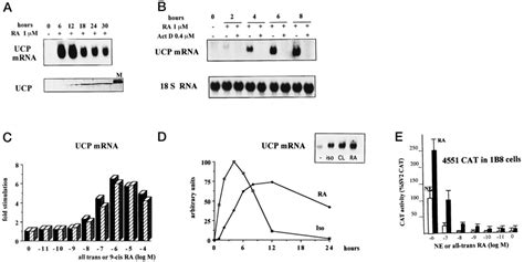 All Trans Or Cis Retinoic Acid Induces Ucp Gene Expression In B