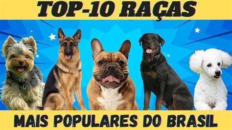 As Ra As De Cachorros Mais Populares Do Brasil Pet Doctor