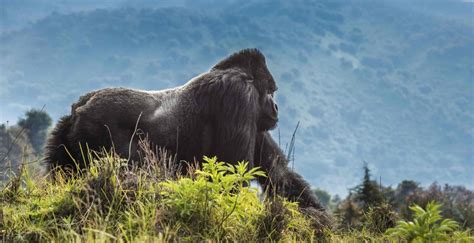 Gorilla Safari Parks In Uganda Bwindi Impenetrable National Park