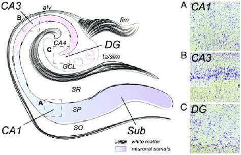 Illustrated Human Hippocampal Anatomy And Cytoarchitecture Download Scientific Diagram