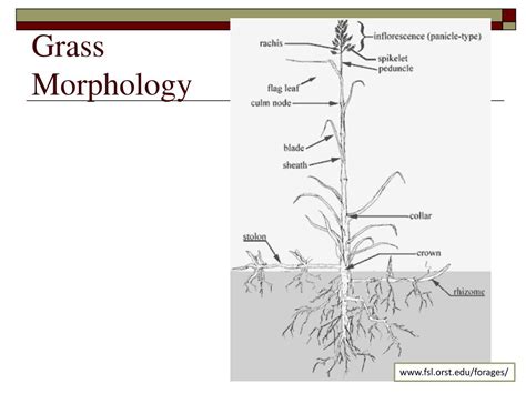 Ppt Morphology Of Range Plants Powerpoint Presentation Free Download