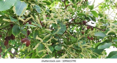 316 Terminalia arjuna Images, Stock Photos & Vectors | Shutterstock