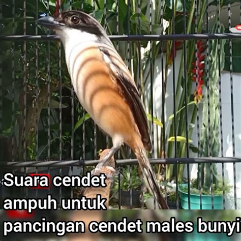 Suara Cendet Ampuh Untuk Pancingan Cendet Males Bunyi Remastered 2023