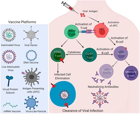 Vaccines Free Full Text Covid Vaccines Currently Under