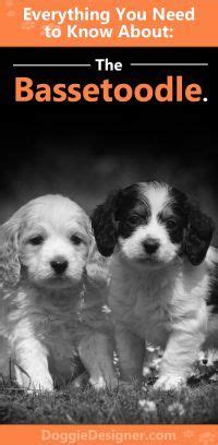 Bassetoodle (Basset Hound & Poodle Mix) Info, Pictures, Facts, Traits ...