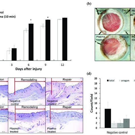 In vivo wound healing effects of plasma pads in the full-thickness... | Download Scientific Diagram