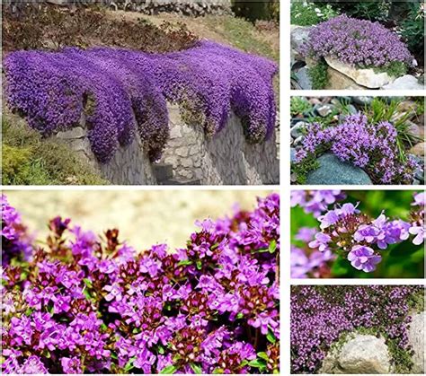 Purple Creeping Thyme Seeds For Planting Perennial Landscaping Ground