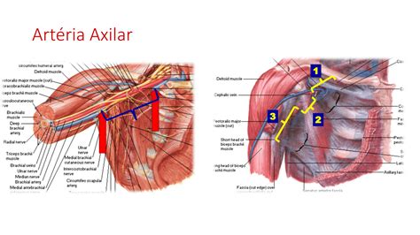 Arterias Do Membro Superior RETOEDU