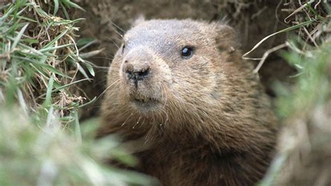 Giorno della marmotta 2021 cosa succede oggi e perché si chiama così