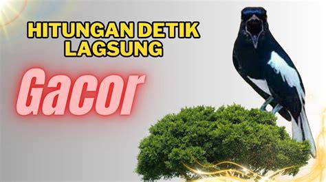 Kacer Gacor NGEPLONG TARUNG Ini Paling AMPUH Buat PANCINGAN KACER Agar