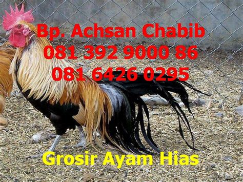 081 392 9000 86 Jual Ayam Hias Jual Aneka Ayam Hias Agen Ayam Hias