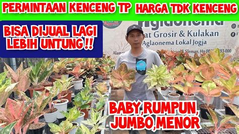 Permintaan Nya Kenceng Tapi Harga Tidak Kenceng Harga Aglaonema Siap