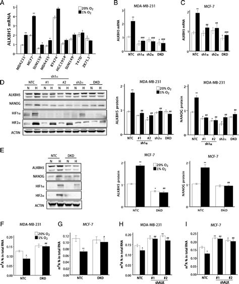 Hypoxia Induces The Breast Cancer Stem Cell Phenotype By HIF Dependent