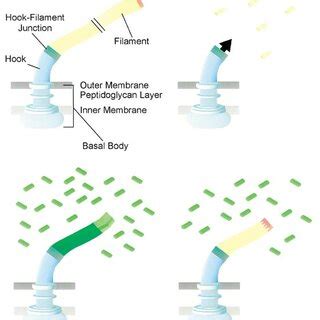 The structure of the bacterial flagellum is composed of three parts.The ...