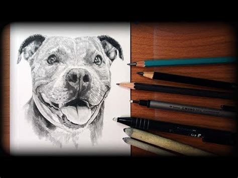 Realistic Pitbull Drawing